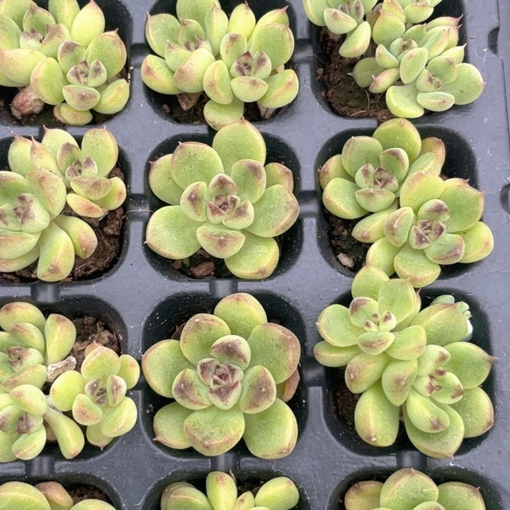 赤水晶穴盘5元5颗随机发