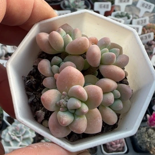 553奶酪蛋糕一物一拍多肉