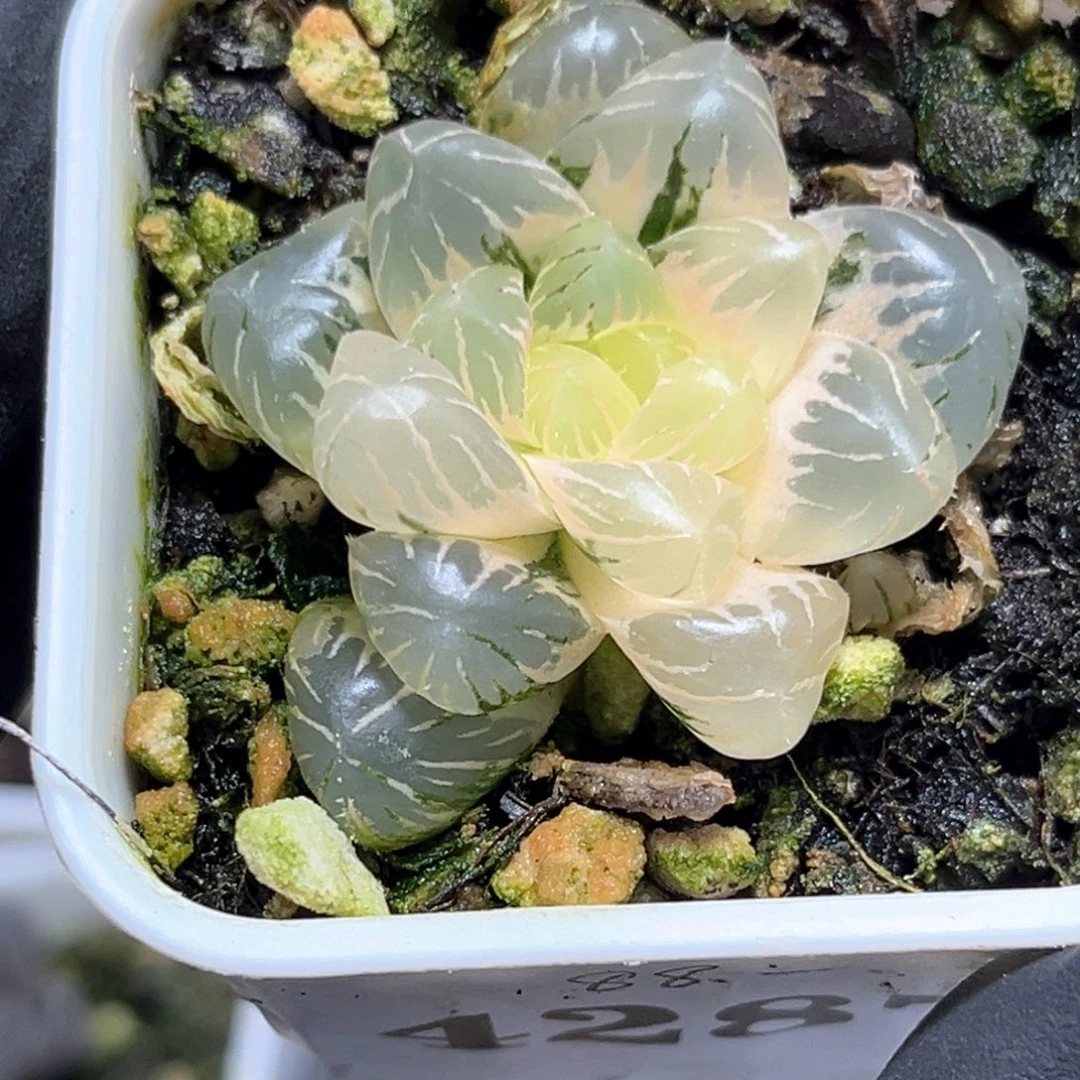 恭喜发财大吉大利4287