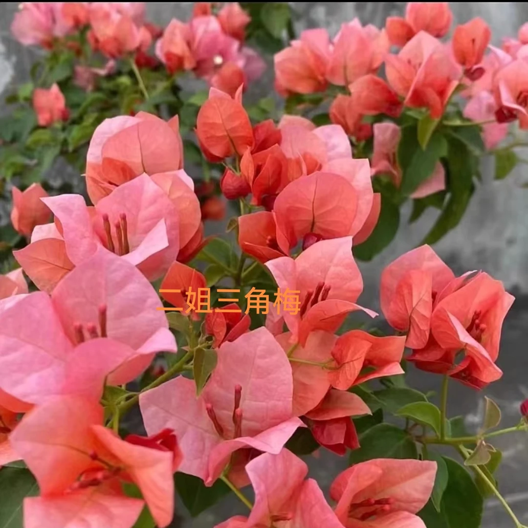 大苗｛不甜西瓜｝大红盆勤花，丰花，四季开，品种三角梅!
