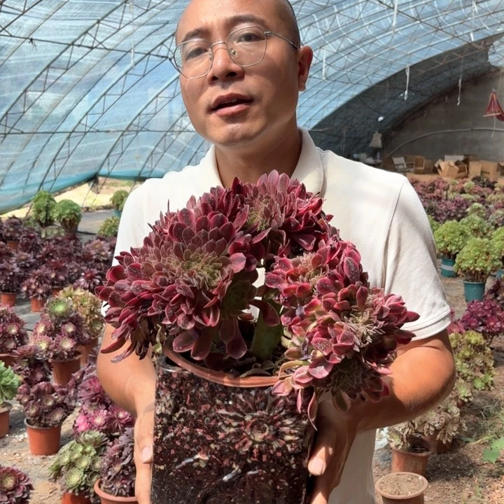 粉女巫缀化好看好养