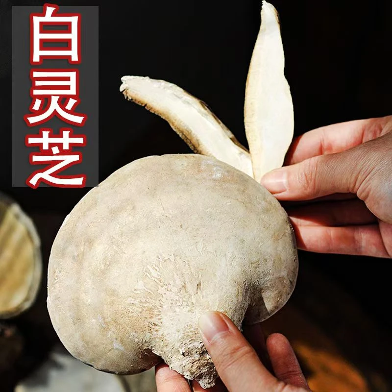 白灵芝林下白林芝长白山灵芝白林芝玉芝可切片白层孔菌新鲜晒干
