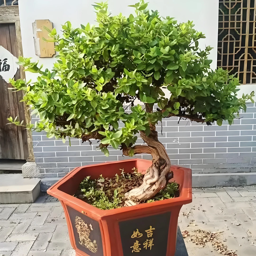 金银花树老桩盆景桩金银花别墅庭院地栽可以开花泡茶的金银花老桩