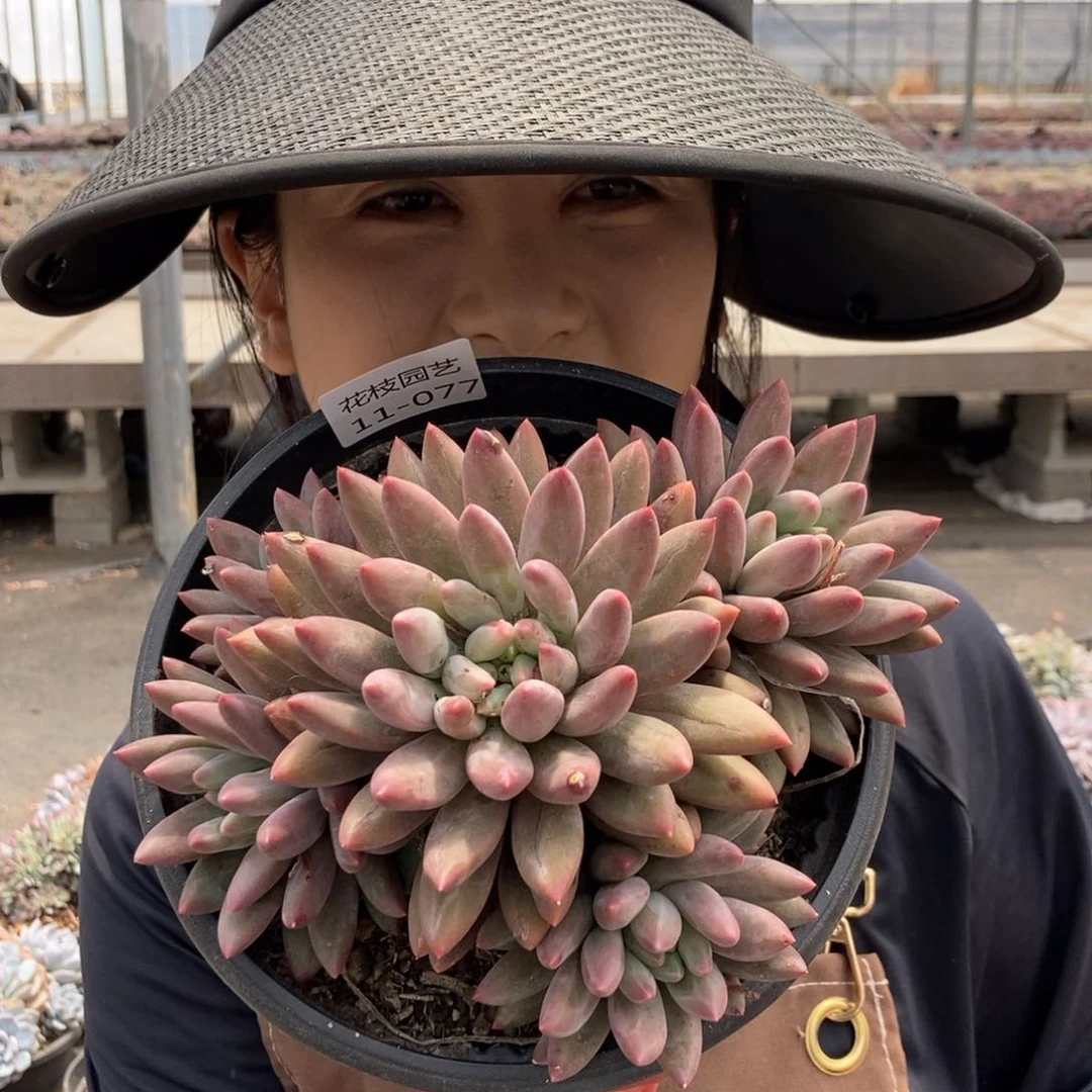 11.77水晶球一物一拍