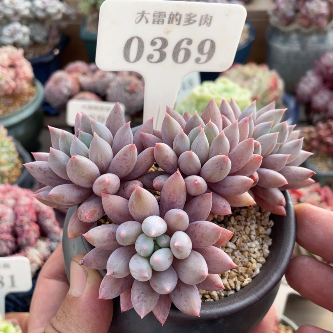 0369所罗门不带盆12厘米