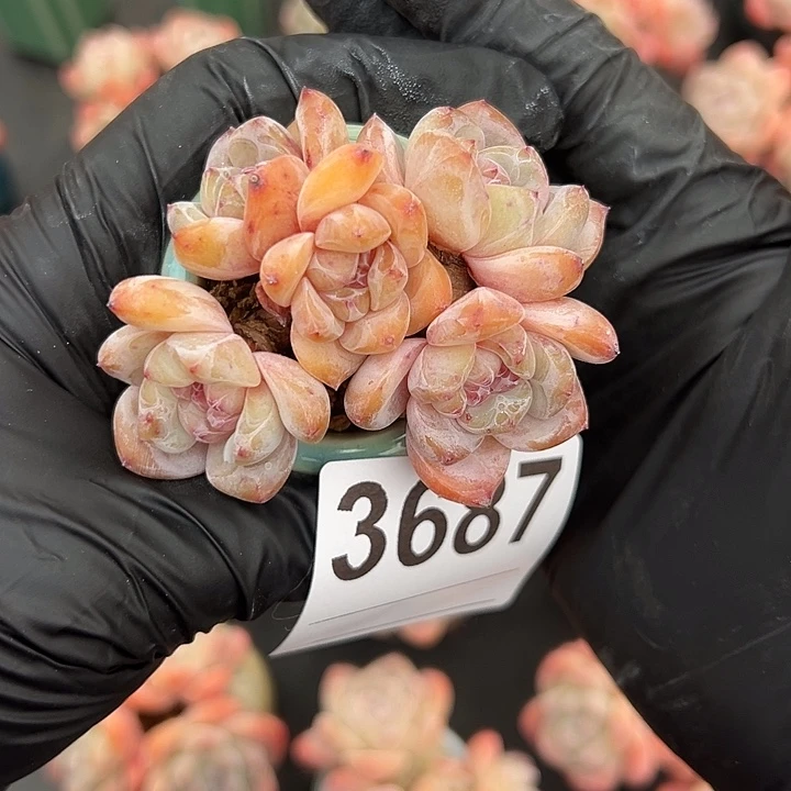 3687，五头星影带盆发的时候