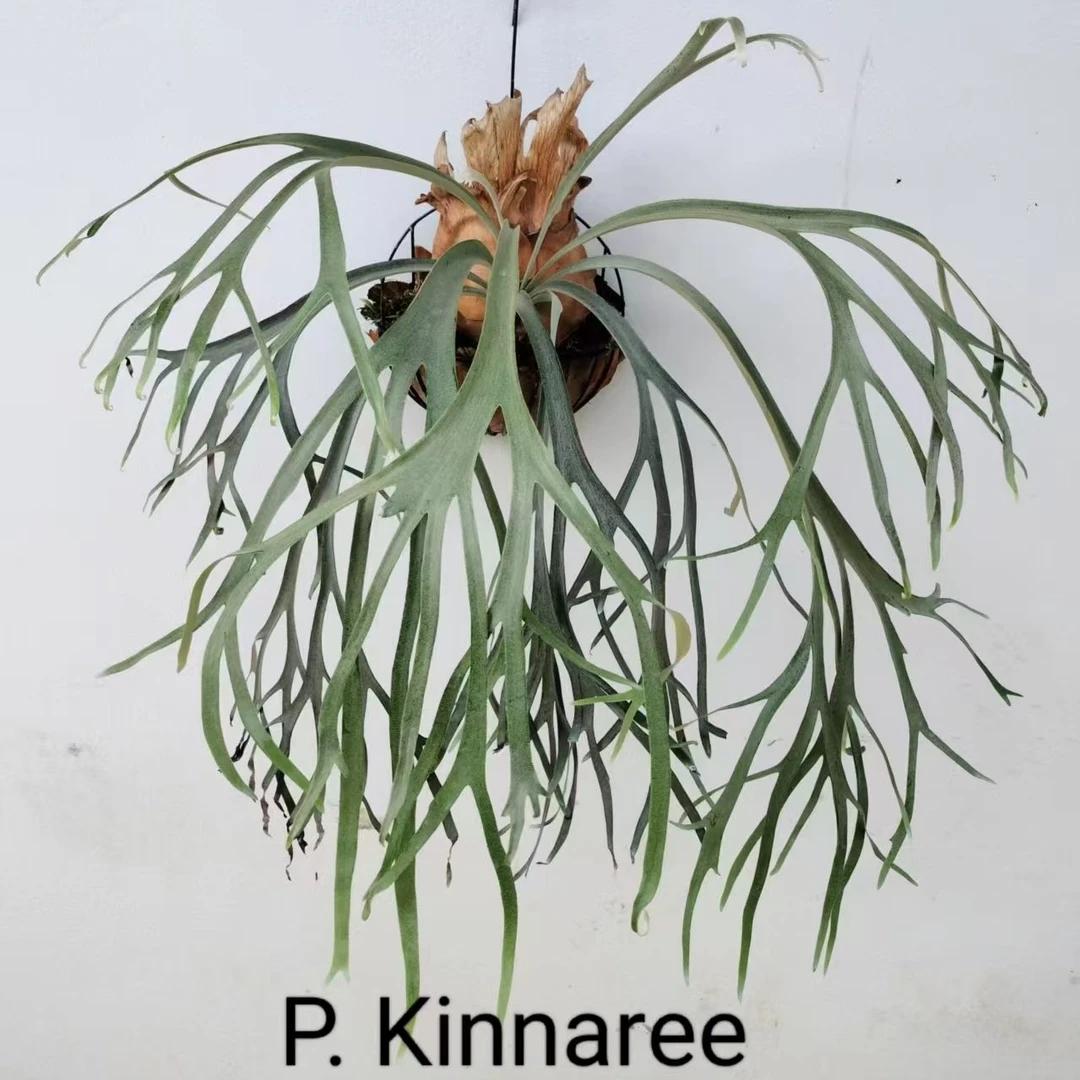 Kinnaree爪哇鹿角蕨细叶Pn月光特选个体孢子苗泰国进口