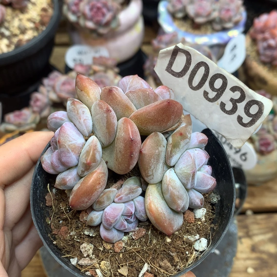 D0939 突尼斯 背景同款