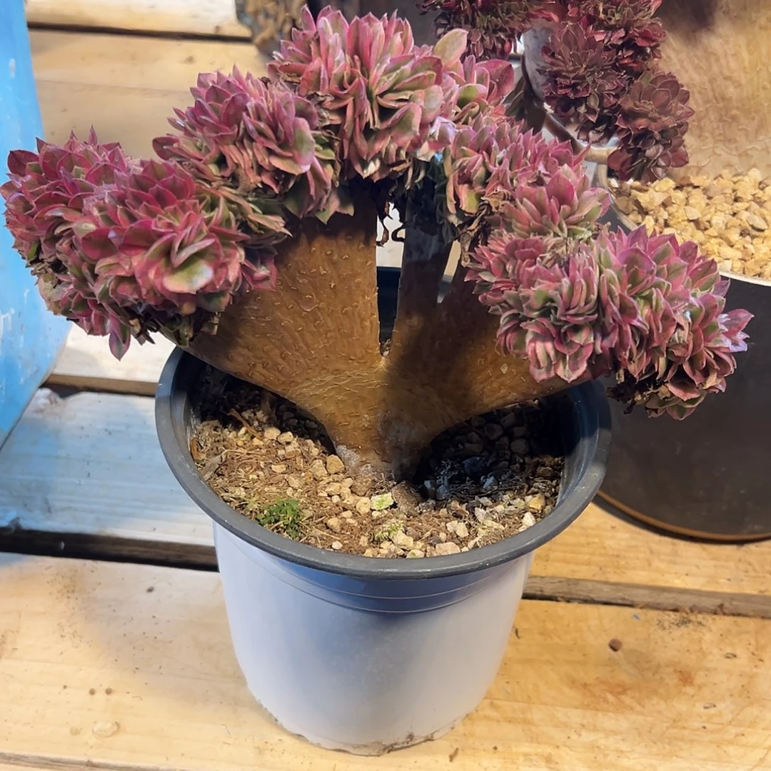 倾城缀化老桩厚板