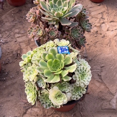 844多肉植物组合，