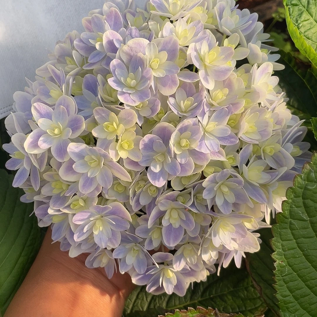 绣球切花一物一拍3枝起包邮，102