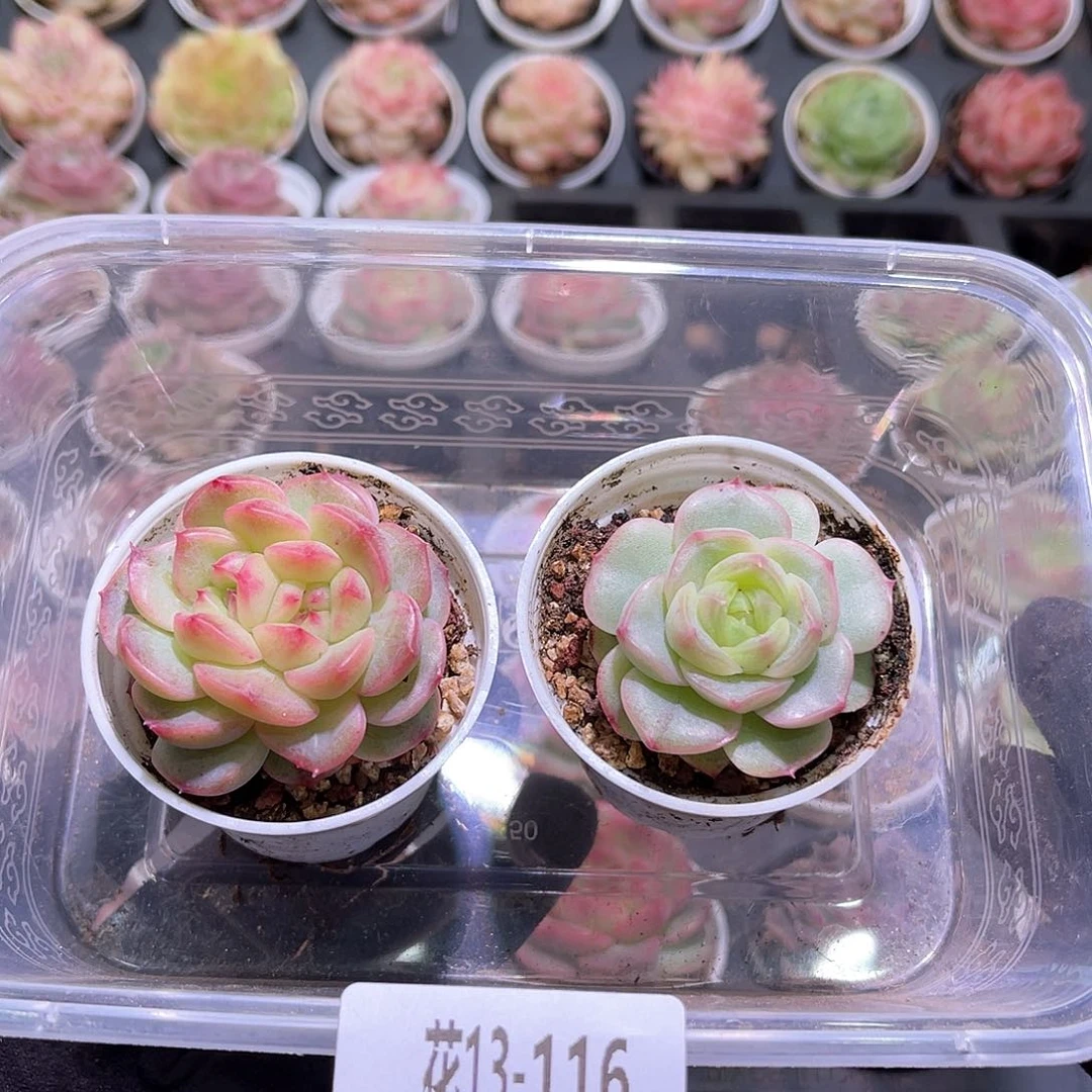 花利美13-116朝露➕铂金叶