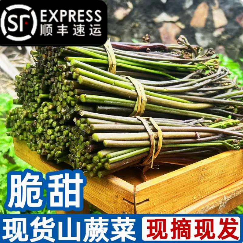 顺丰包邮今年鲜嫩新鲜蕨菜高山头茬生鲜蕨菜龙爪菜净重2/3/5斤