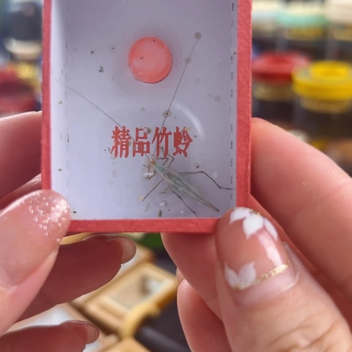 恩***德哈哈哈哈哈紫竹两个
