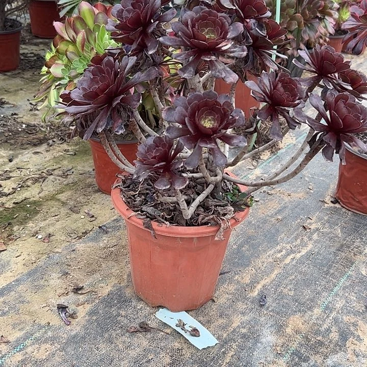 多肉法师植物链接43