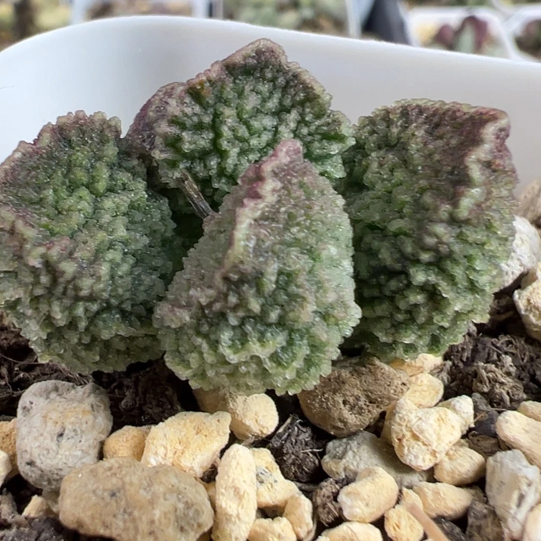 实生新品多肉植物水泡多肉植物