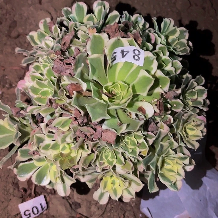 845雨花石多肉植物不售后