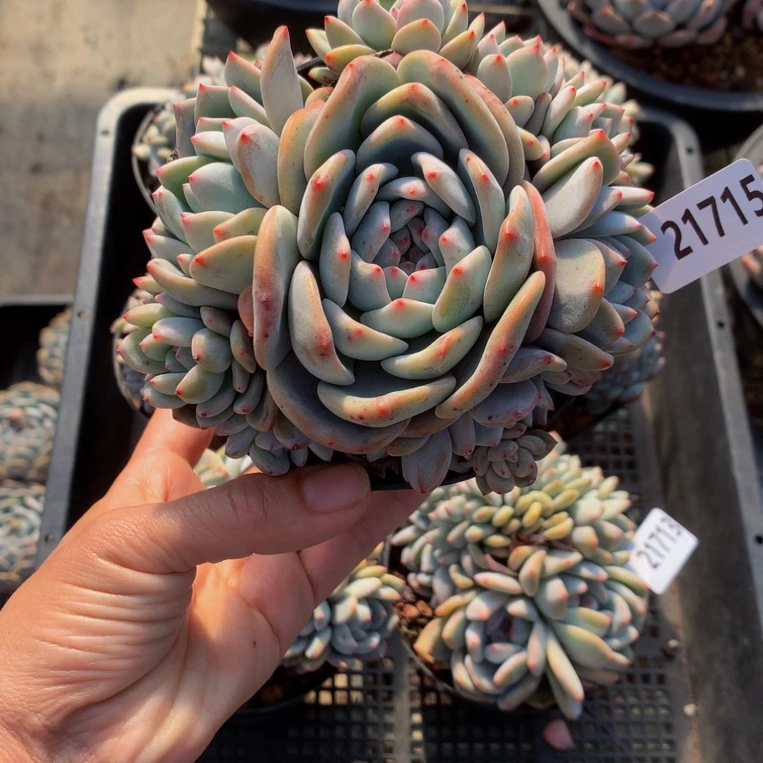 21715多头嗯嗯不错很