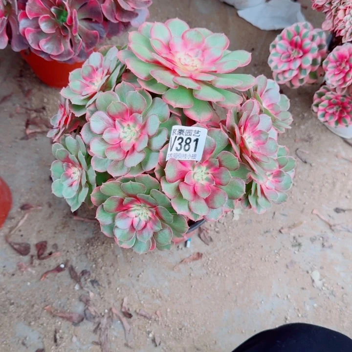 381荔枝官服25左右福利款不售后2