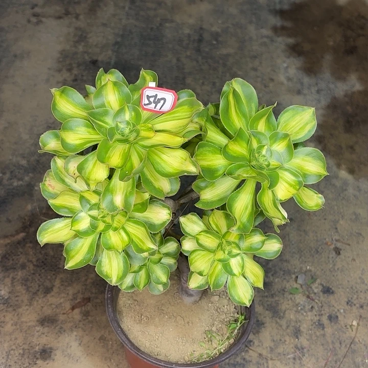 嫁接暴君丛林造型朵朵547多肉