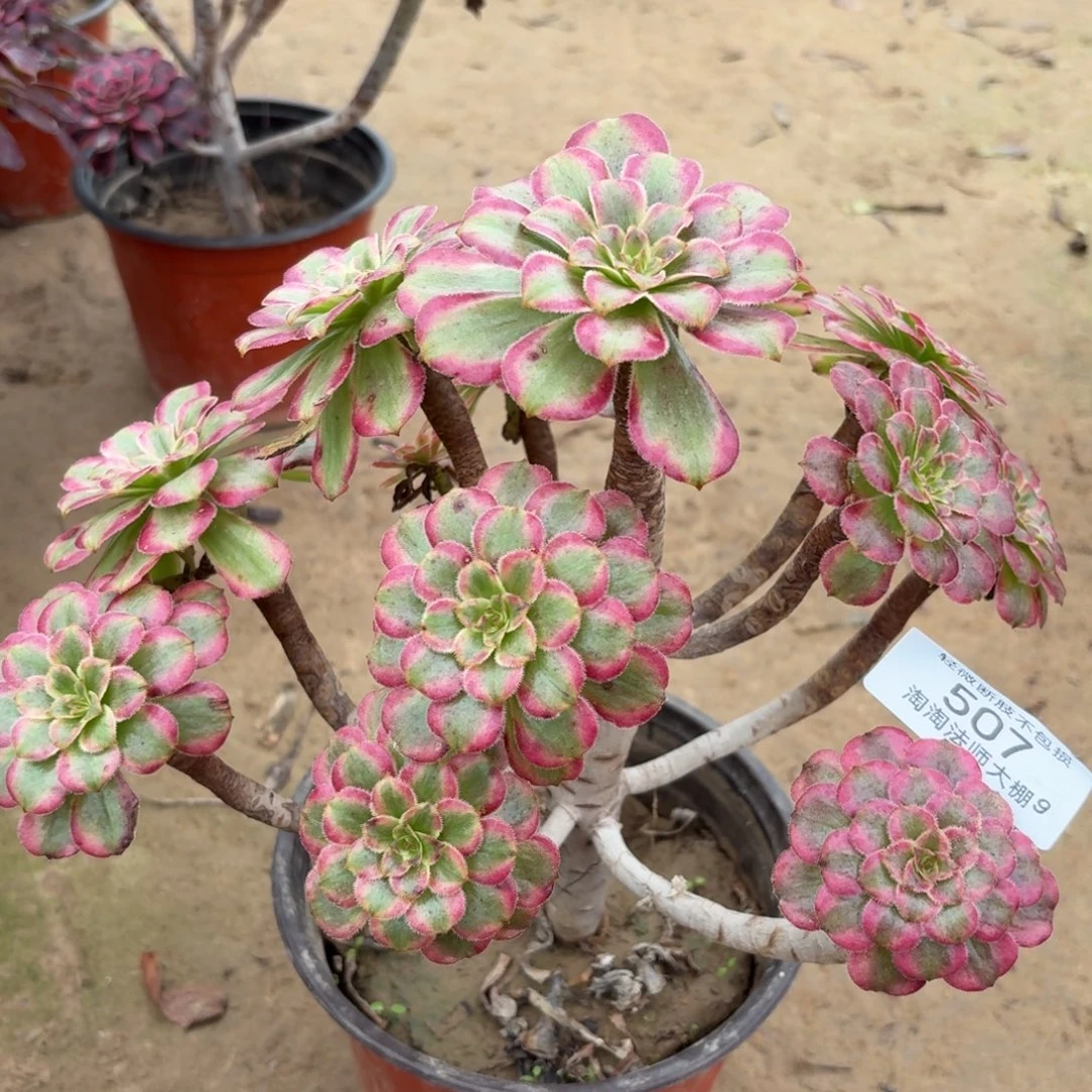 507清颜多肉植物法师