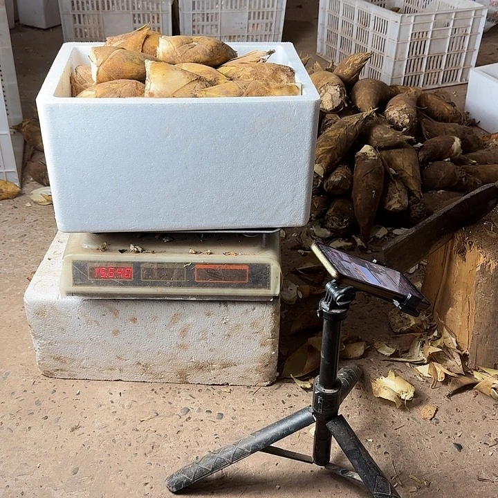 阳***️中国大陆四川黄泥冬笋稻刀山