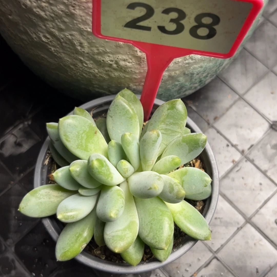 多肉植物胖体哥特群238