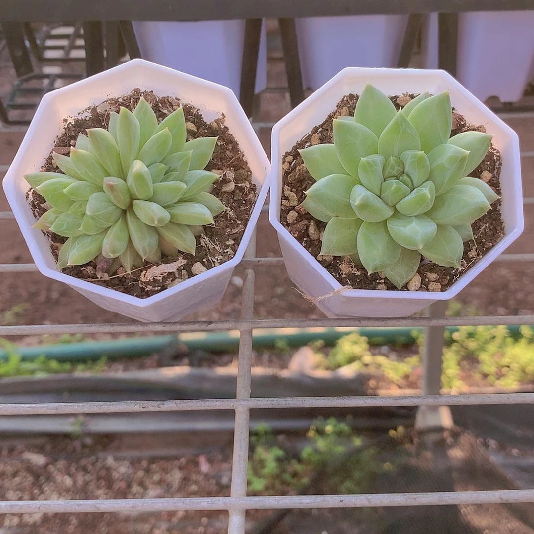 伊丽莎白2盆44447777774477