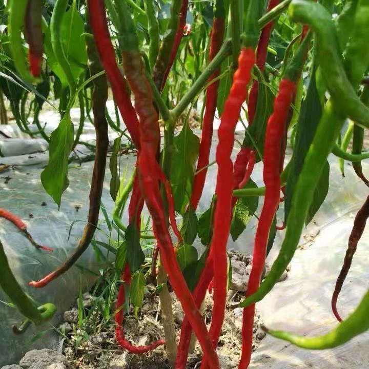 线椒种子辣椒早熟肉厚耐热抗寒庭院盆栽大田gz