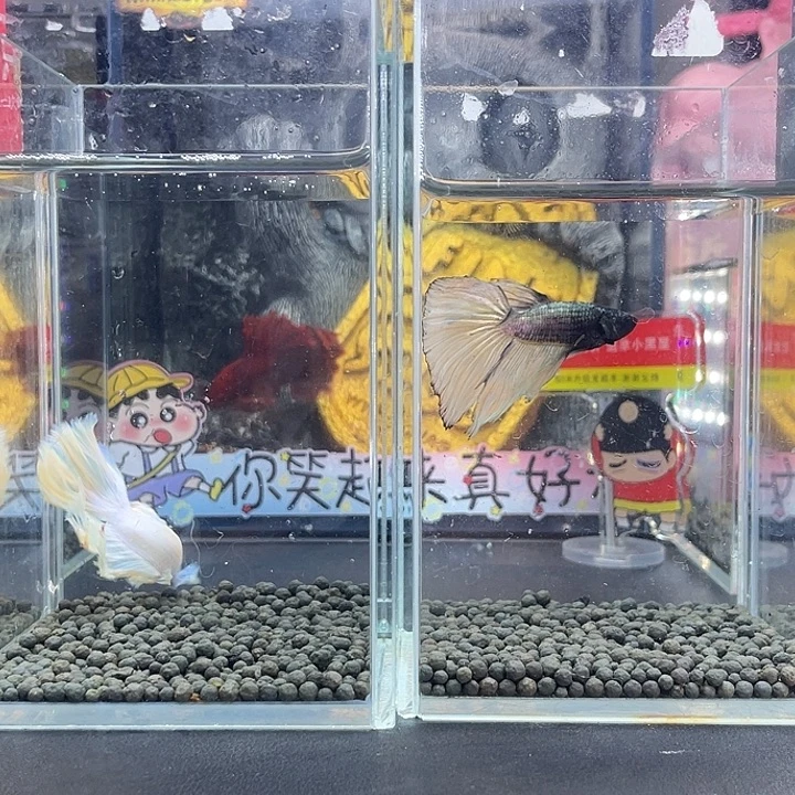 斗鱼62号926早半月两只