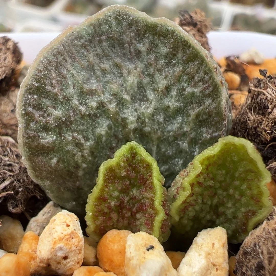 实生苗大苗多肉植物水泡