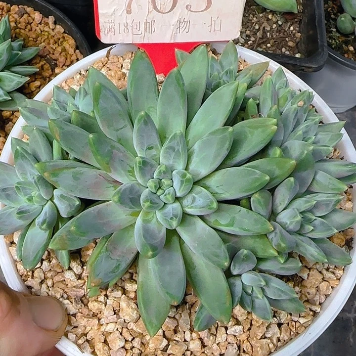 爱****奶豆美人703多肉植物