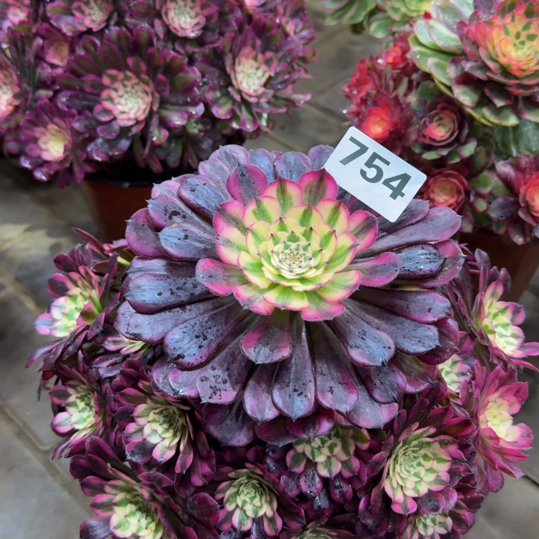 多肉植物754红桐柏。