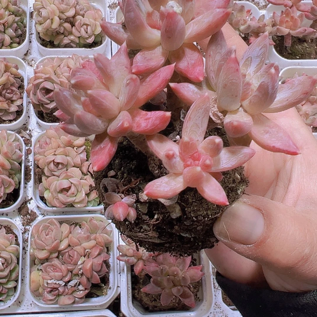 老桩炫彩星19包邮