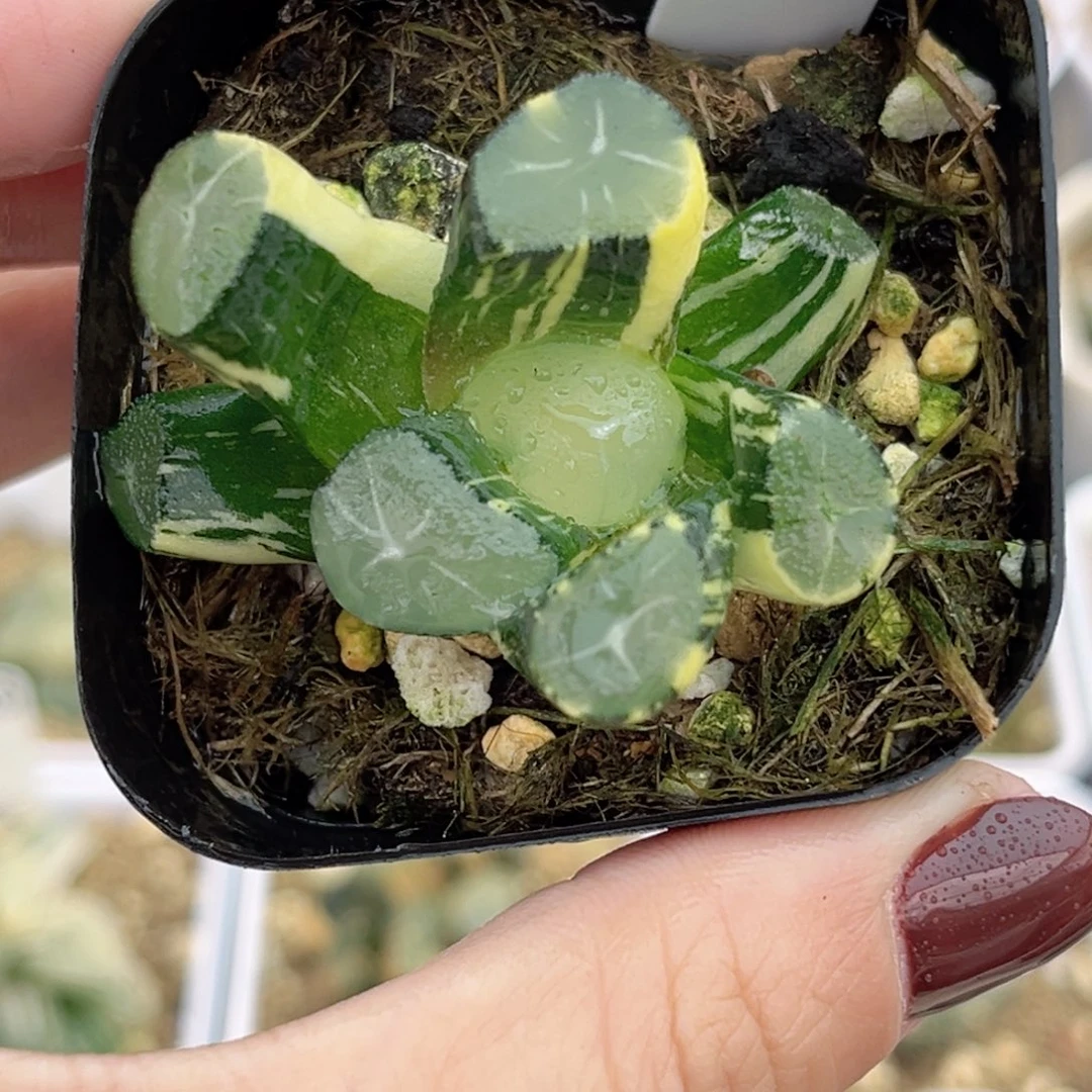 101玉龙万象锦福利专场