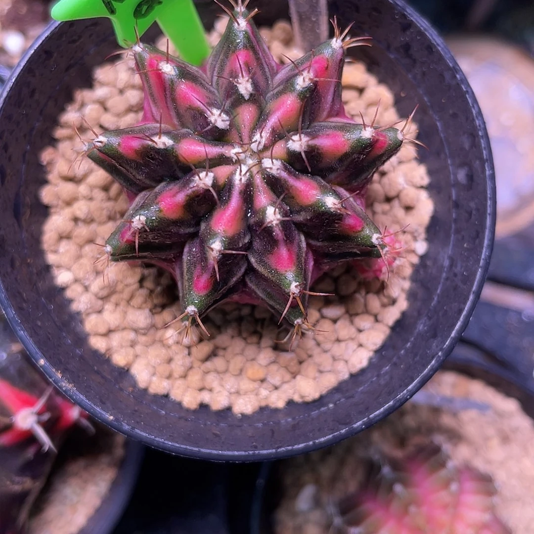 1-233米哈锦3.9厘米