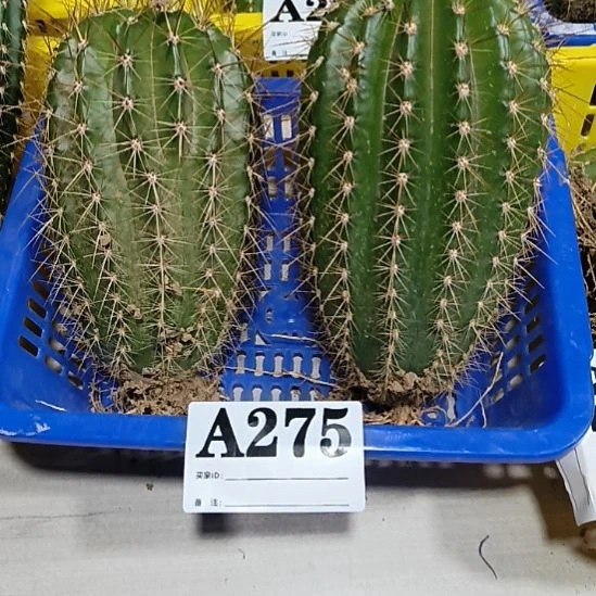 当前无花栽培后可以开花s275