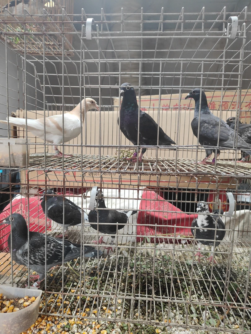 差价    信鸽  成绩鸽  异色鸽  各种信鸽  用品