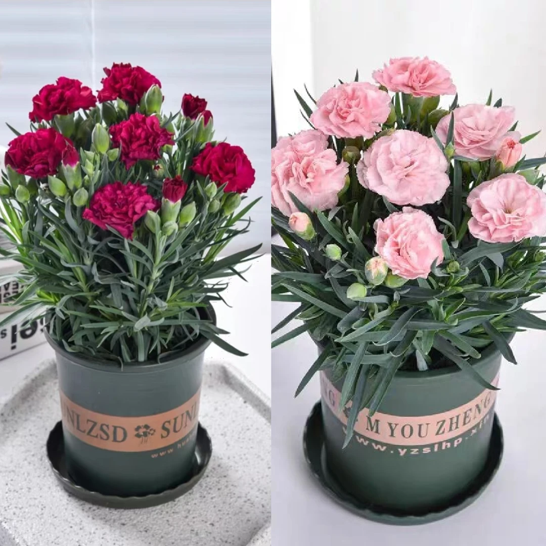 【母亲节礼物】康乃馨室内花卉好养带花苞绿色盆栽鲜花精品绿植成品