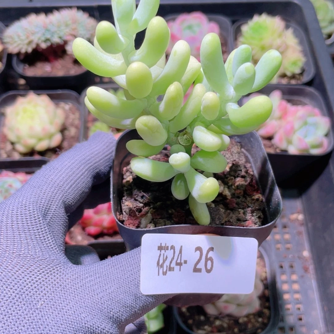 花利美24-26香蕉美人
