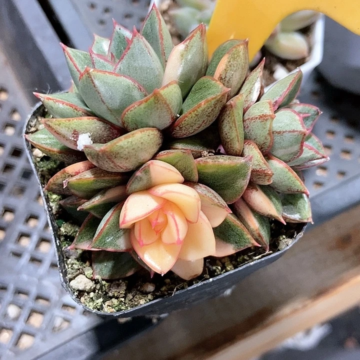 多肉植物2106多肉