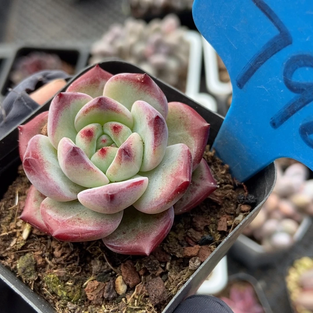 798夜魔侠多肉植物