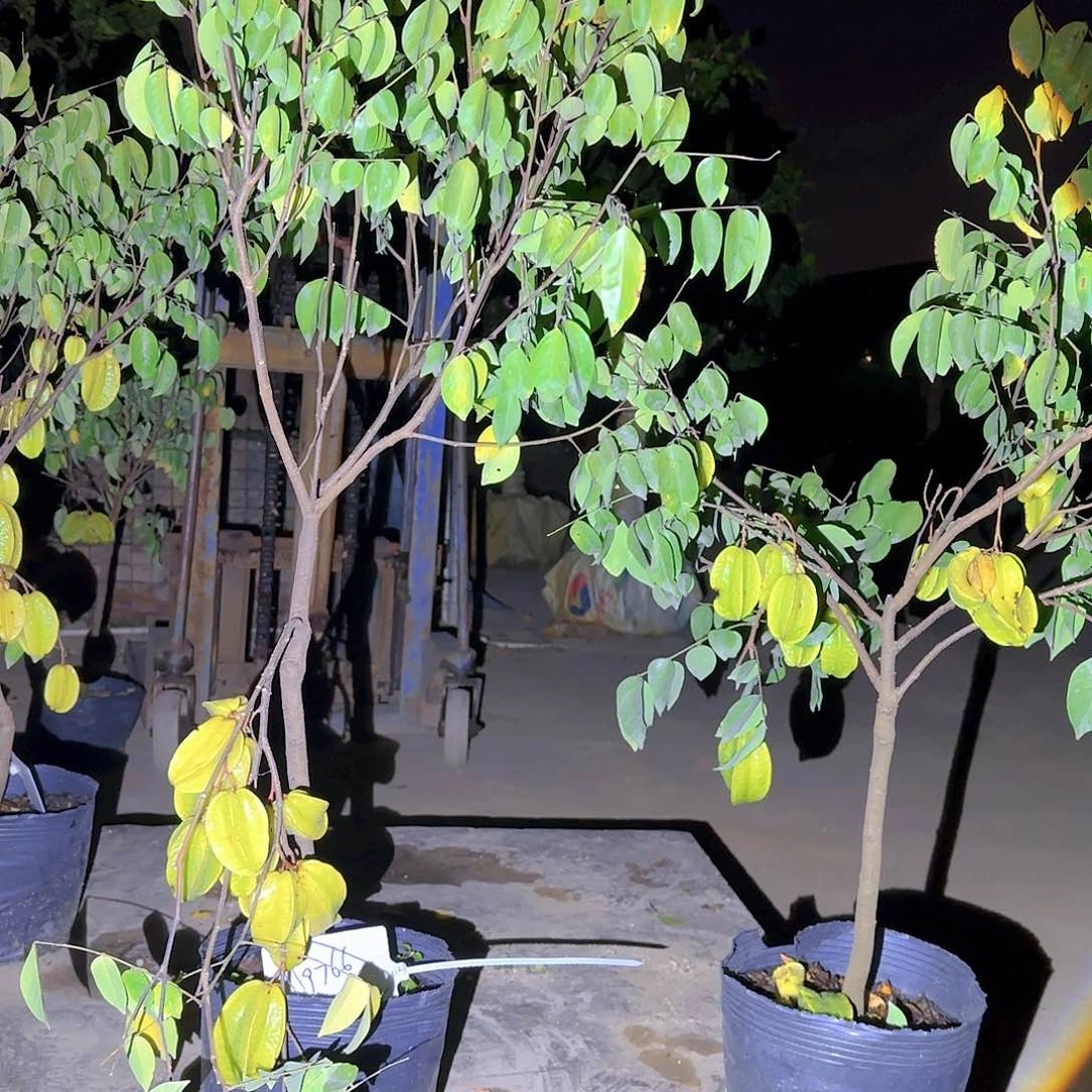 大*果树1111111111