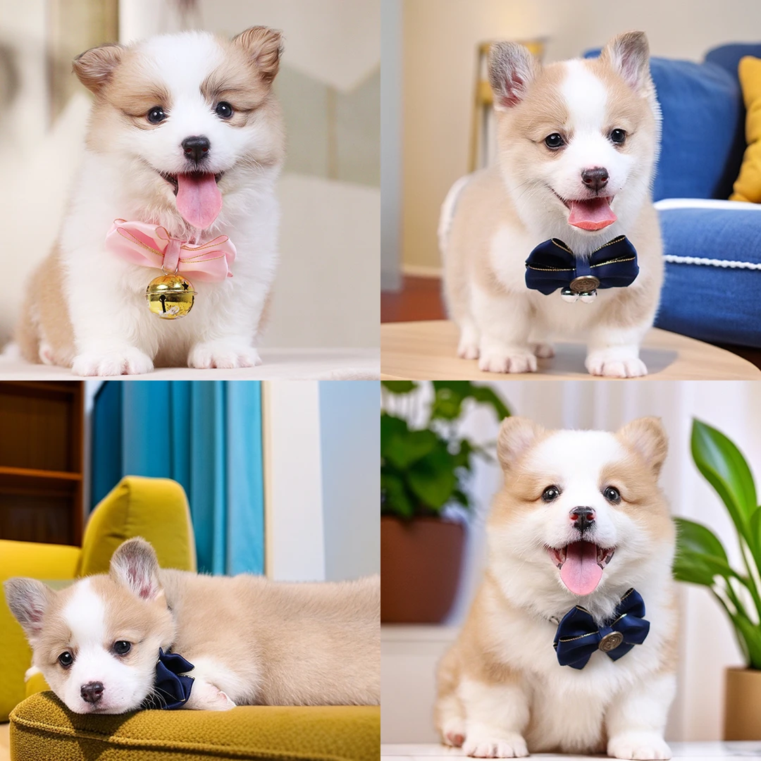 瓢总宠物瓢总柯基大队柯基小狗宠物活体狗狗幼犬