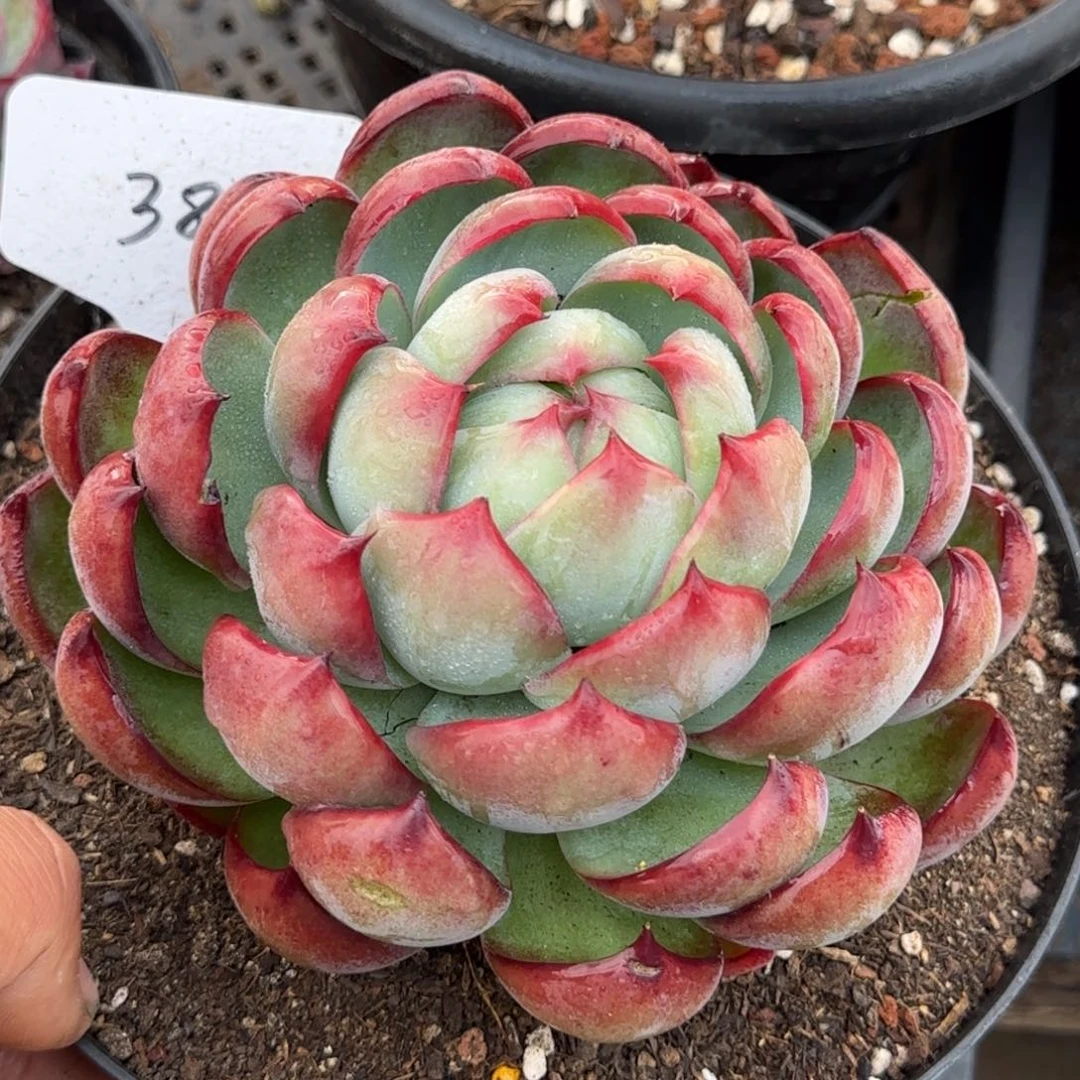 惊鸿一物一拍包装收缩花旱389