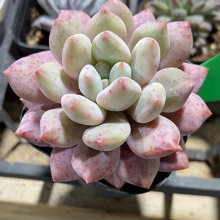 多肉植物半夏1920多肉