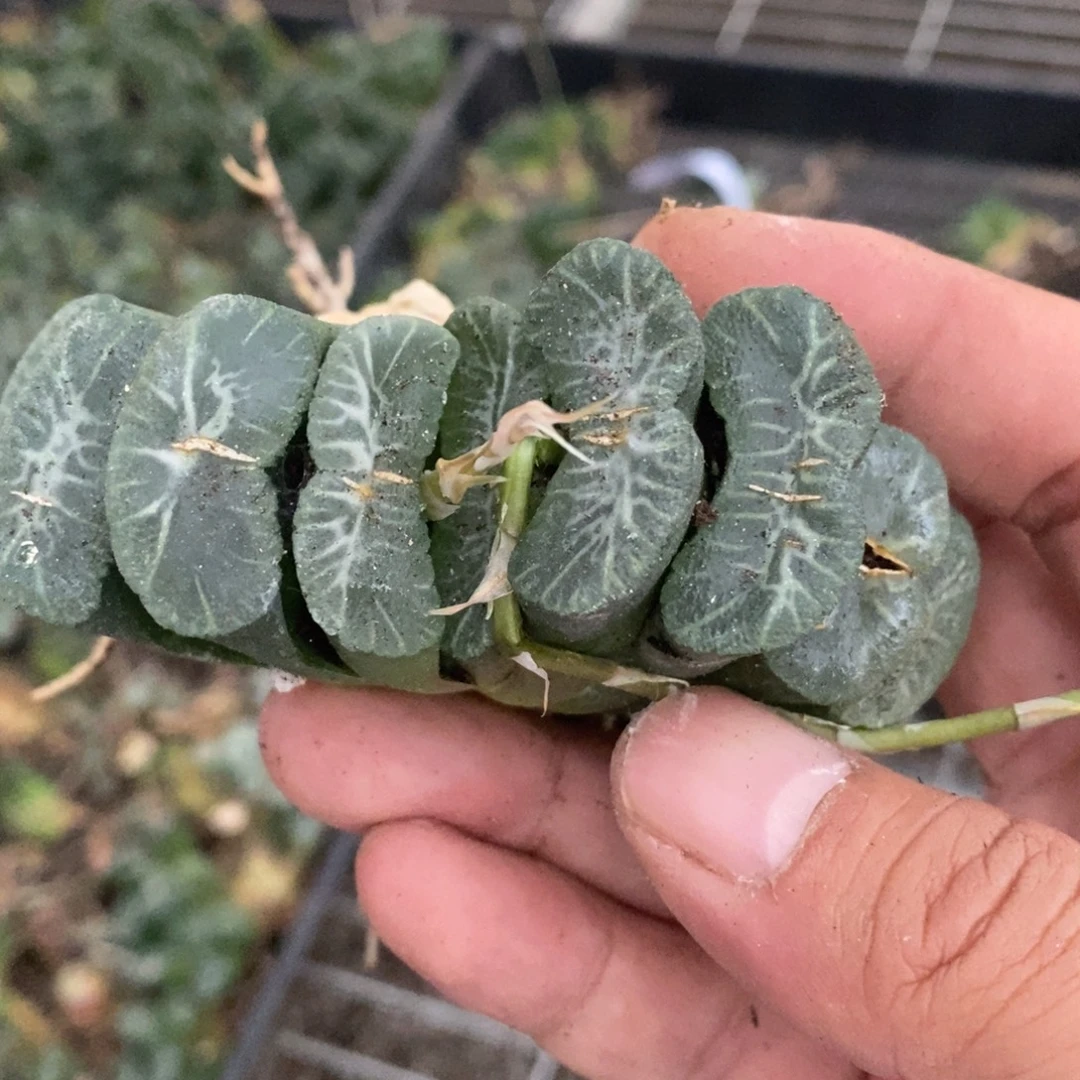 随***缘1169 一颗福利。