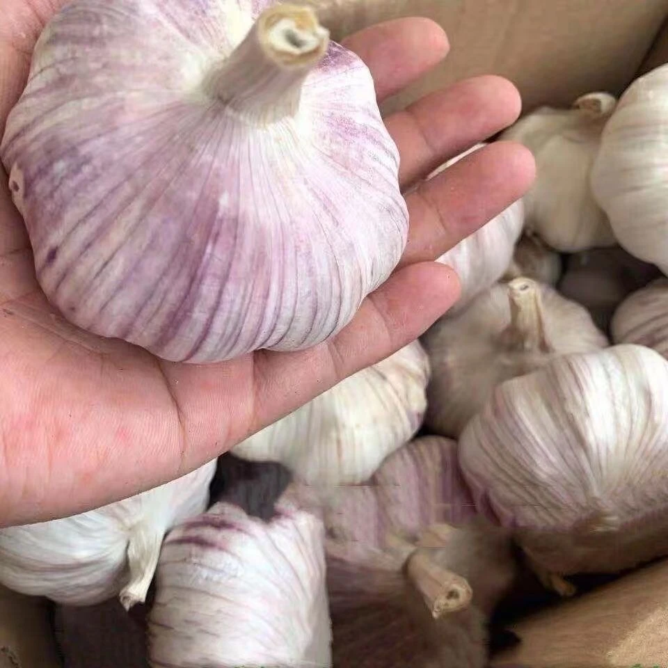 新鲜晒干紫白皮大蒜头可腌可种口感辛辣
