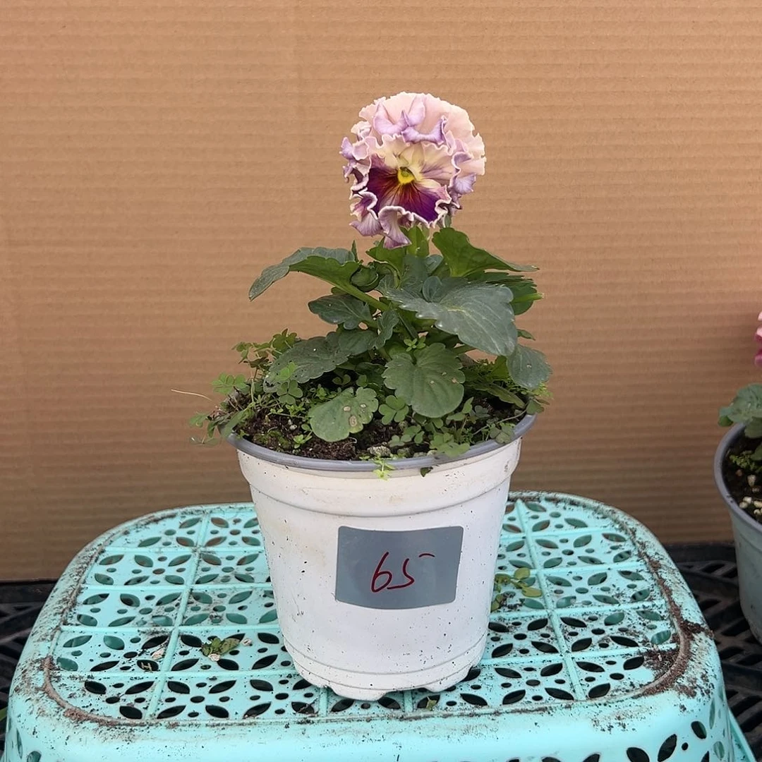 【闪购商品】完全开放065号