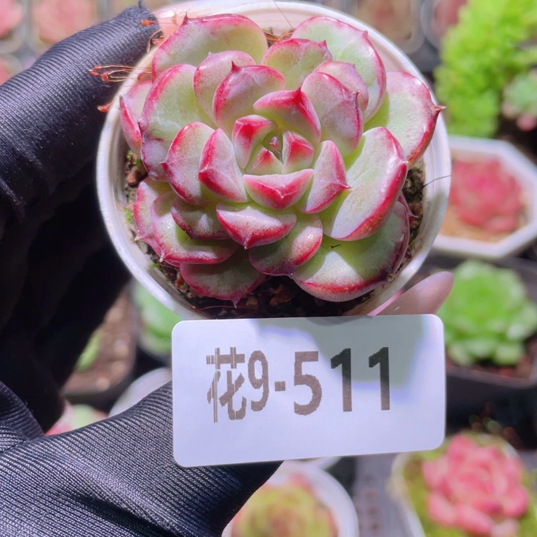 花利美9-511新品单头